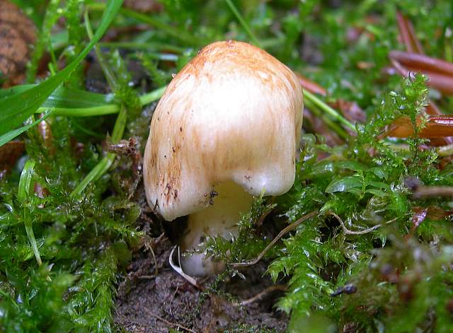 La  Flora  micologica  Alsaziana